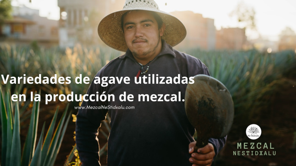 Variedades de agave utilizadas en la producción de mezcal.