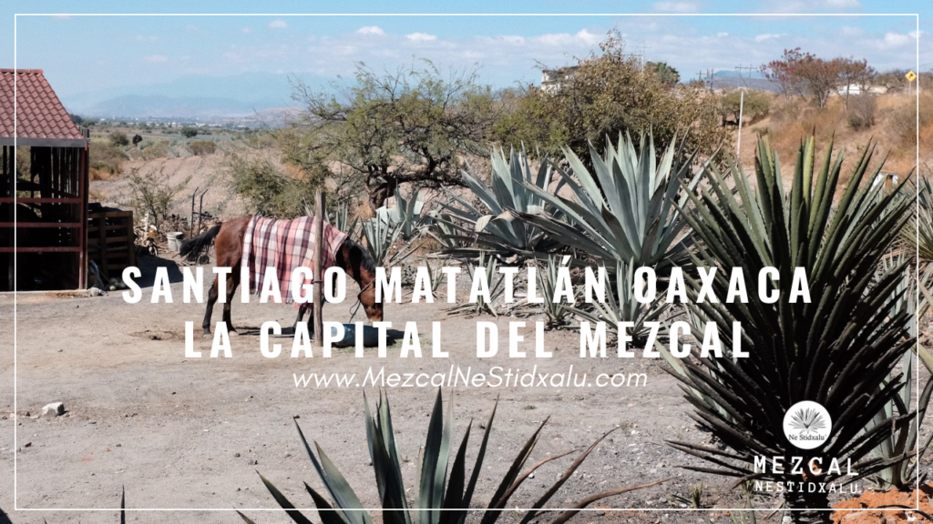 Santiago Matatlán, Oaxaca: La Capital del Mezcal